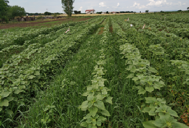 Plots in sunflower field (herbicide evaluation)